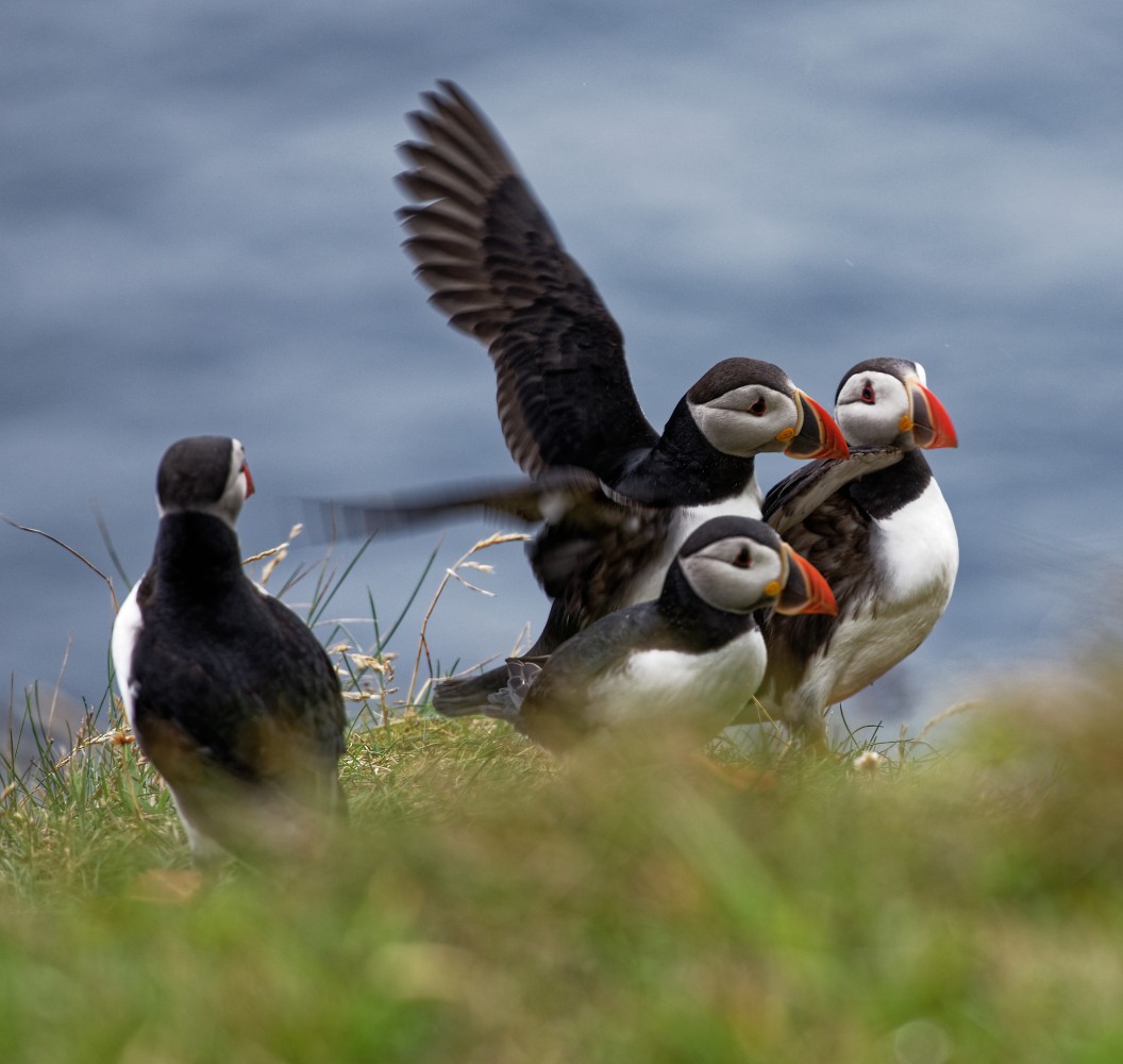 Faroe Islands - Puffin