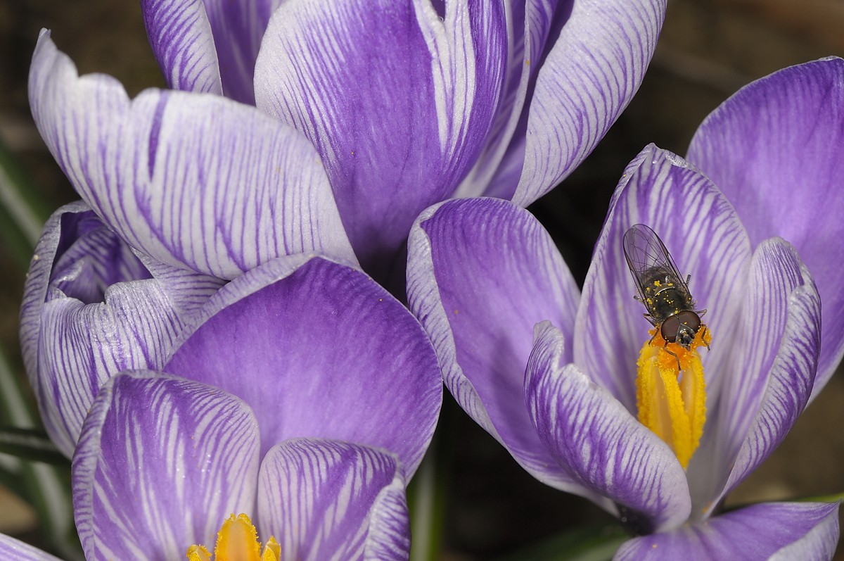 Krokus