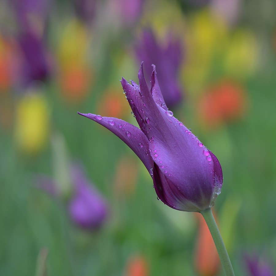 Merano - botanická zahrada