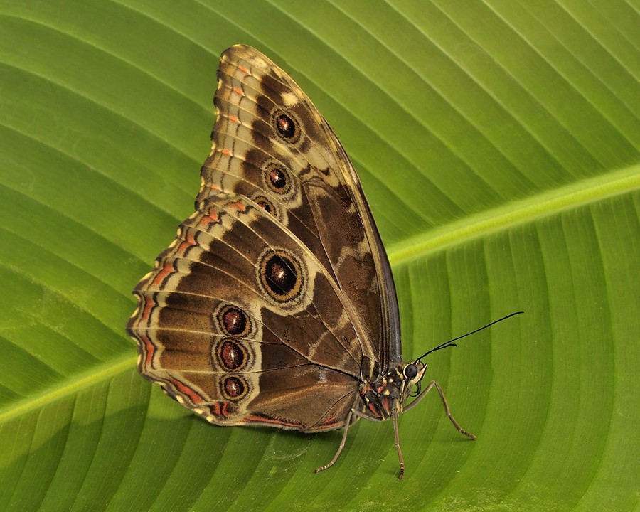 Botanická záhrada Praha