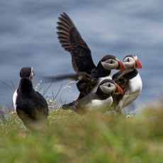 Faroe Islands - Puffin